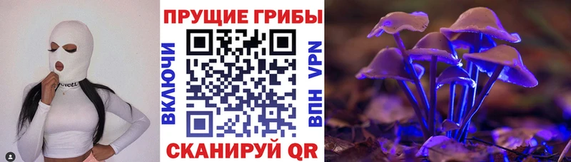 Псилоцибиновые грибы Cubensis  купить   Наволоки 